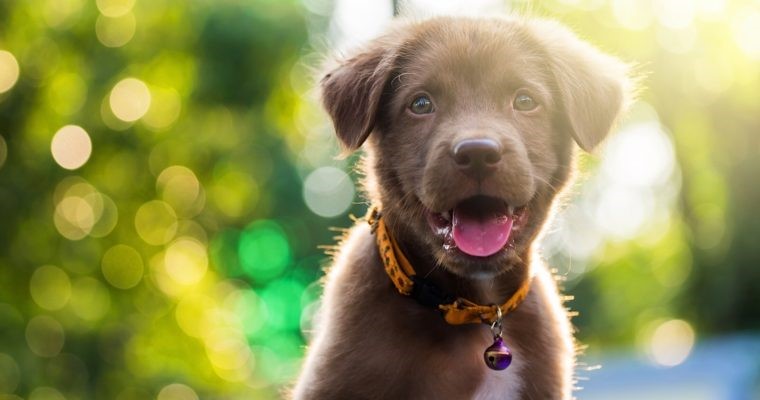 مد فوکوس برای عکاسی پرتره و سلفی واضح در اینستاگرام