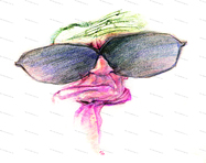 طراحی  کاریکاتور